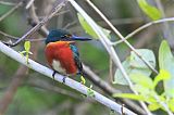 American Pygmy Kingfisher